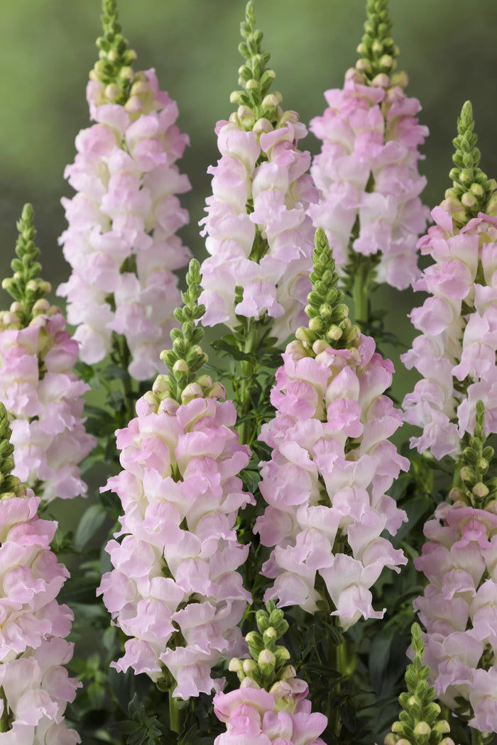 Snapdragons