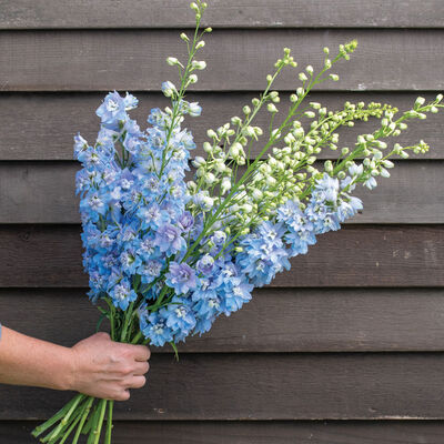Delphiniums