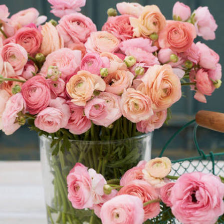 Ranunculus