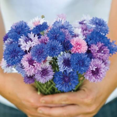 Cornflowers