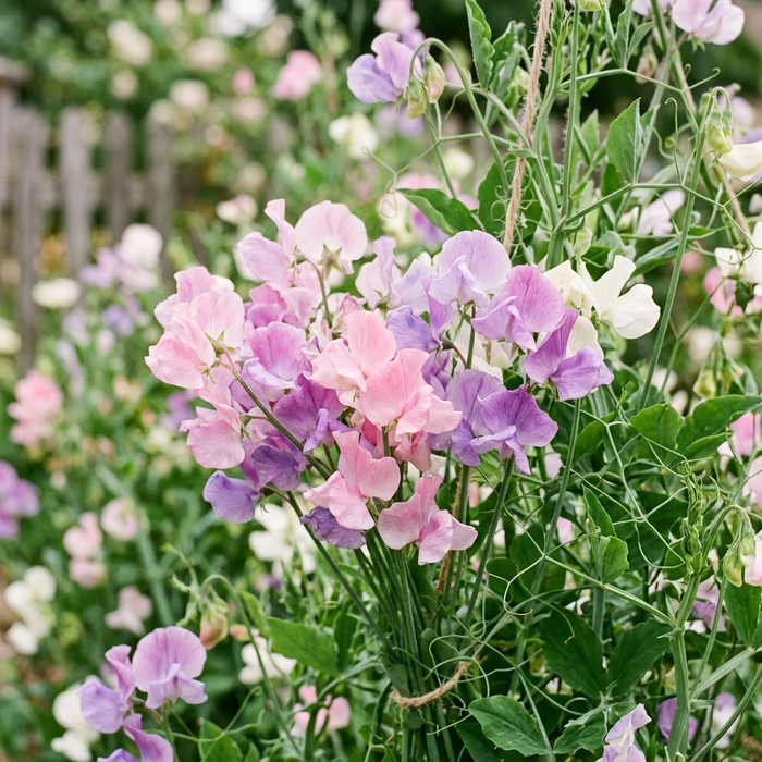 Sweet peas